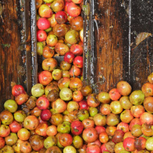 Apple press La Mare Wine Estate