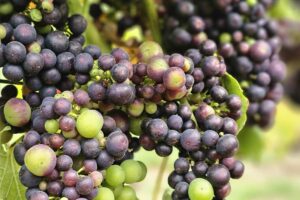 Grapes on a vine at La Mare Wine Estate